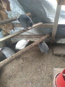 Free SHIPPING.     (LAYING &amp;READY TO SHIP) 10+ Guinea Fertile Hatching Eggs