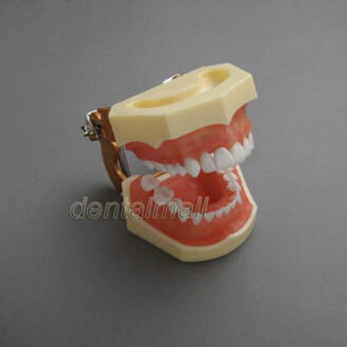 New Dental Model #1004 01 - Standard Dental Model with Soft Gingiva
