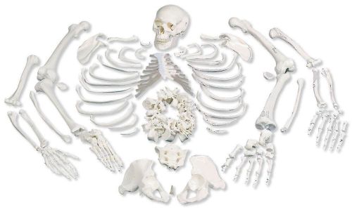 3B Scientific A05/1 Disarticulated Full Human Skeleton with 3 Part Skull