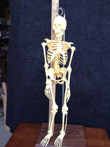 Anatomy Professional Miniature Skeleton Medical H.T. Lensgrat Co.1983 SUPER COOL