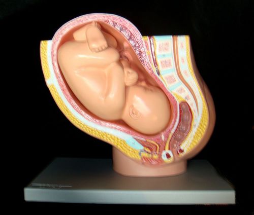 Altay Human Full-Term Pregnancy Baby Anatomical Model