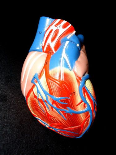Antique Denoyer Geppert - Plaster Human Heart Anatomical Teaching Model, 2 Parts