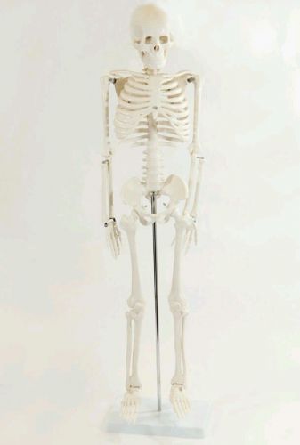 Model Anatomy Professional Medical Skeleton 34&#034; 85cm Medium xc-102