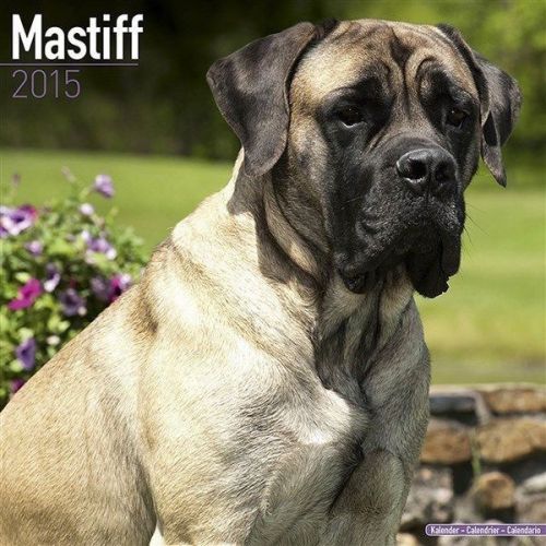 NEW 2015 Mastiff Wall Calendar by Avonside- Free Priority Shipping!