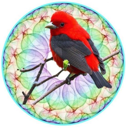 30 Personalized Return Address Bird Labels Buy3 get1 free (bv17)