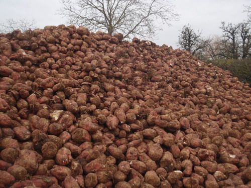 Fodder Beet