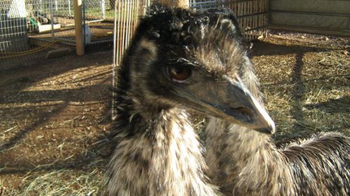 Emu  Fertile Hatching Eggs (2 egg auction)