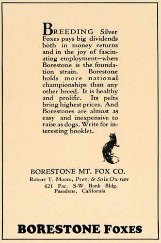 1927 ad borestone mt fox company breeders robert moore - original cl8 for sale