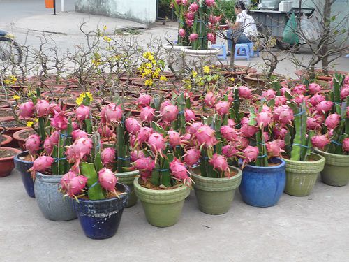 Fresh Dragon Fruit Cactus (Red Pulp)(10 Seeds)  WOW!!!!!