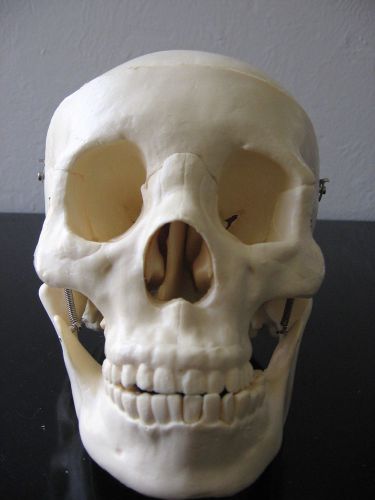 CS-20 Budget Life-Size Skull
