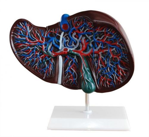 Professional Human Liver Body Part Anatomy Anatomical Medical Model + BASE XC312