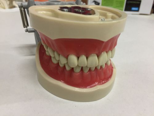 Dental Anatomy Typodont Educational Model 200 with removable teeth