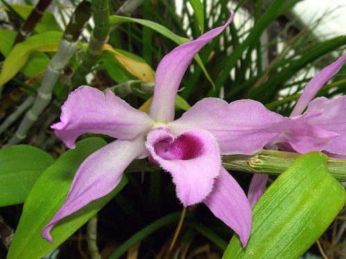 Fresh genuine dendrobium &#034;anosmum&#034; orchid (20+ premium seeds) wow, l@@k!!!!!! for sale