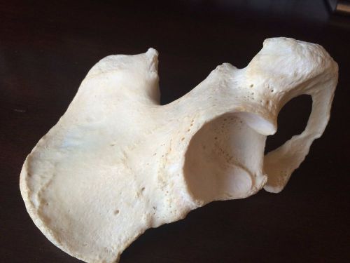 Real Genuine Human Half Pelvis Pelvic Bone For Anatomy Medical Science Research
