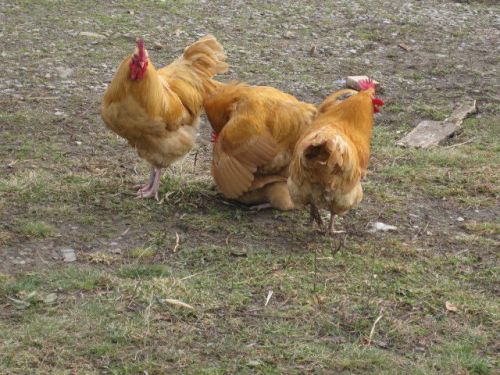 12+ FRESH BUFF ORPINGTON FERTILE CHICKEN HATCHING EGGS