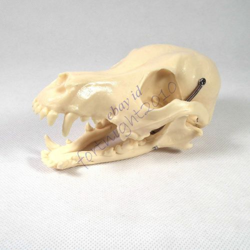 RS Canine dog Skull model Anatomy jaw teeth Veterinary anatomy display education