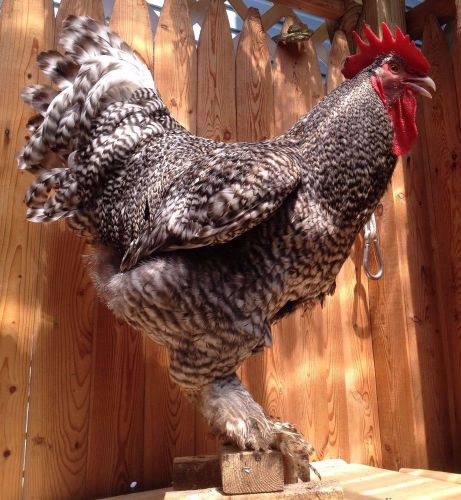 BELGIAN CUCKOO MALINES 12 HATCHING EGGS CANADIAN LINE no GFF Line 100%PURE BREED