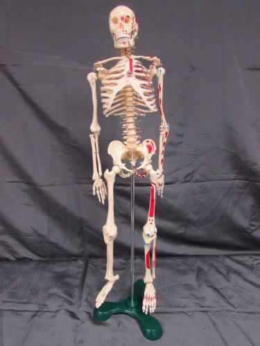 Human body anatomical skeleton model with stand 27.5&#034; tall