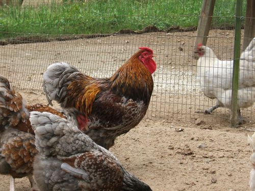 Blue Laced Red Wyandottes Eggs 12+