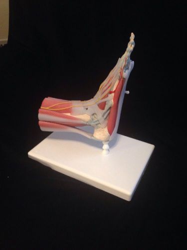 3B Scientific - M34/1 Foot Skeleton Model with Ligaments and Muscles