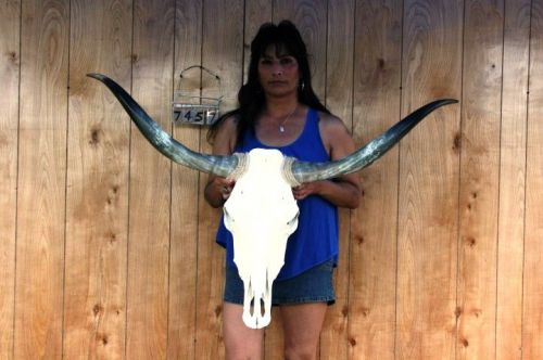 Steer skull long horns 3&#039; 10&#034; cow bull skulls horn h7457 for sale