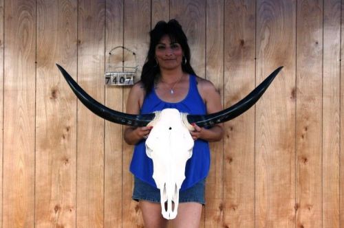 Steer skull long horns 3&#039; 7&#034; cow bull skulls horn h7407 for sale