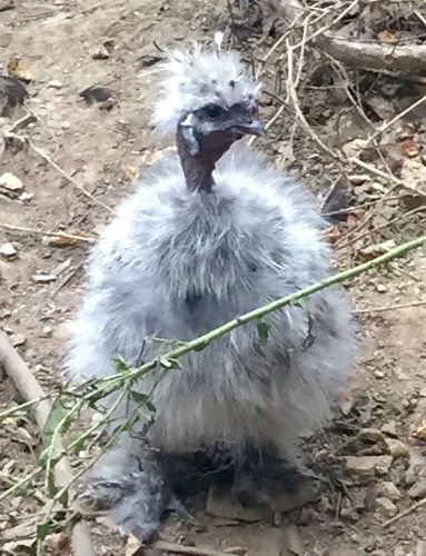 10+ Silkie, Sizzle, Showgirl &amp;Silkie Cross hatching eggs rare breed chicken asst
