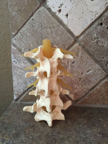 4-Part Human Lumbar Vertebrae Spine Set Anatomy Model Used