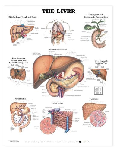 The Liver * GI Gastroenterology * Anatomy Poster * Anatomical Chart Company