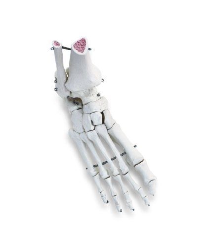3B Scientific A31R Human Right Foot and Ankle Skeleton Model