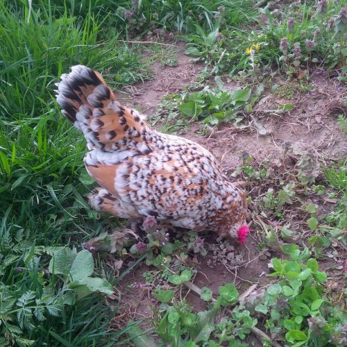 6x MILLIE FLUER hatching eggs/ chicken/ chick poultry/ good results/fertile