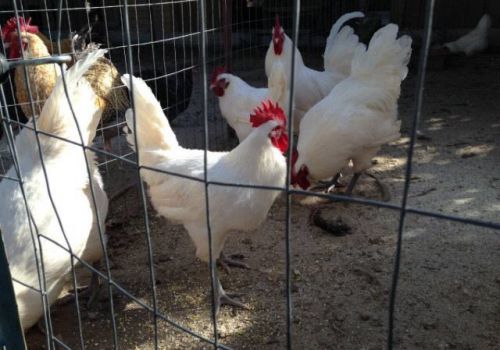 5+ American Bresse Hatching Eggs Green fire Imports Blue Leg Chicken