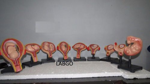 Stages of Fetal Development Anatomical Model Set Embryo Set LABGO 108