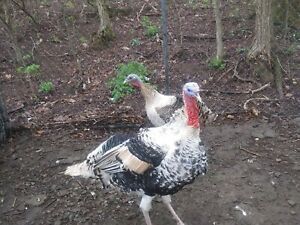 4 SWEETGRASS  TURKEY EGGS