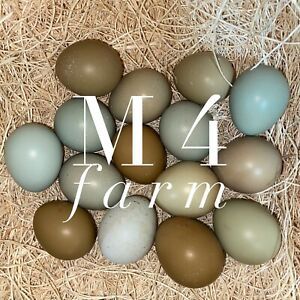 Ringneck Pheasant fertile Hatching Eggs (6)