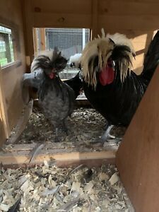 One Dozen Bantam Polish Hatching Eggs