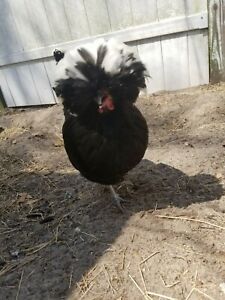 Black crested white polish hatching eggs 10+  Read entire listing before bidding
