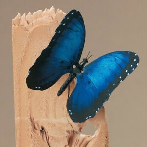 Elegant Aliforms Blue Morpho - (Morpho Hyacinghus), Animated Blue Morpho