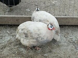 20 + flock of many colors Guinea Hatching Eggs