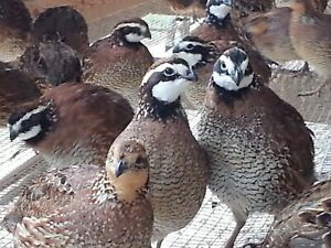 20 +4  Butler Bobwhite Quail Hatching Eggs