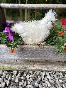 One Dozen NPIP—- Silkie W/ Possibility of SIZZLE &amp; FRIZZLE chicken hatching eggs