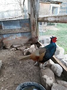 6 Melanistic Pheasant Hatching Eggs NPIP/A1 Clean