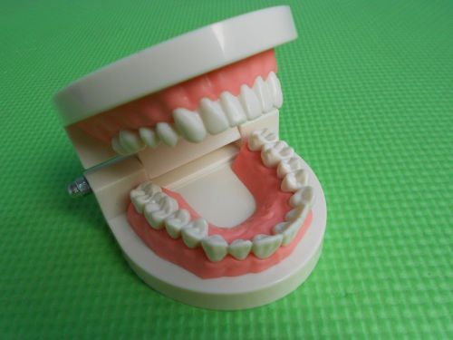Promotion 1 x Dental Dentist Flesh Pink Gums Standard Teeth Tooth Teach Model