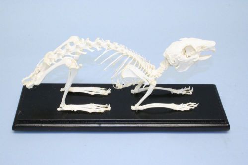 Rabbit Skeleton Specimen Articulated on Wood Base with Acrylic Cover