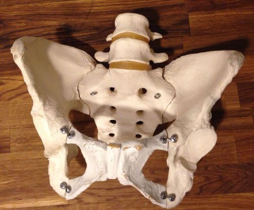 PELVIS VERTEBRA HIP ANATOMICAL SKELETON LIFE SIZE NO RESERVE!!!!!!