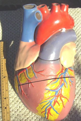 Large Heart Anatomical Model Display Medical Teaching