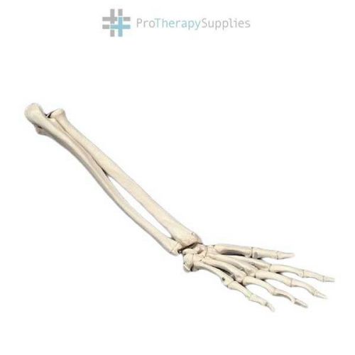 Anatomical Chart Company Elastic Hand Demonstration Model - Right Hand