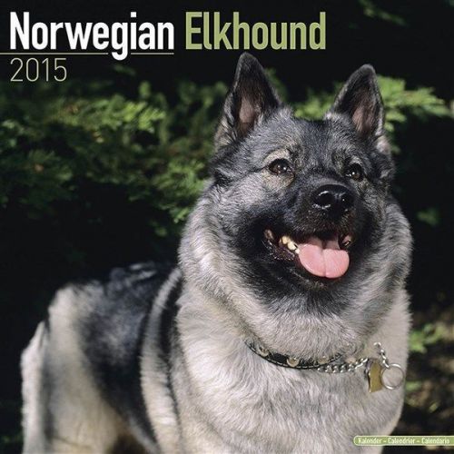 NEW 2015 Norwegian Elkhound Wall Calendar by Avonside- Free Priority Shipping!