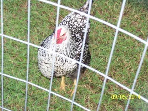 8 ,no extra,Silver Laced Wyandotte+Mix Fertile Chicken Hatching Eggs, NPIP