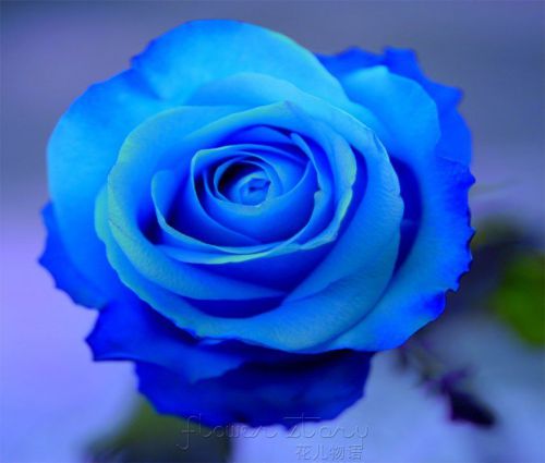Fresh Rare China Blue Rose (10 Seeds) Beautiful Roses..WOW!!!!!!
